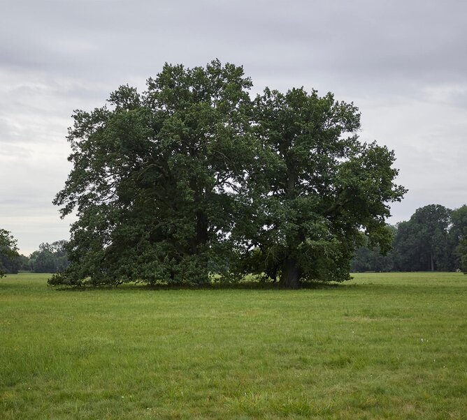 Strom dub je materiálem pro dřevěné podlahy Oakcent